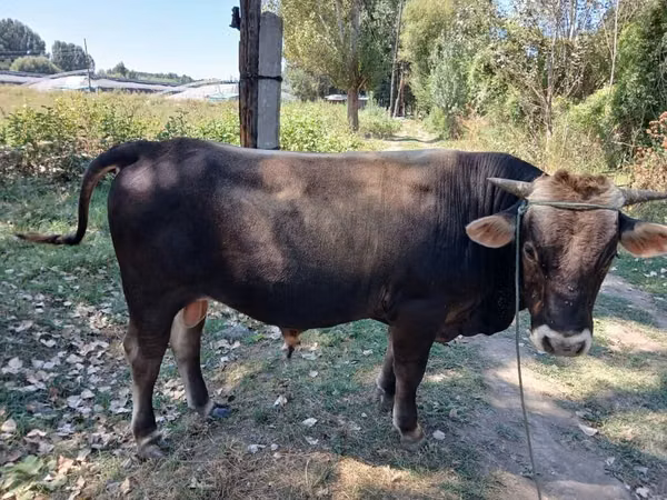 公牛, Cattle — 吉尔吉斯斯坦