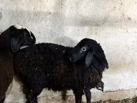 Schaf, Schafe — Foto 4