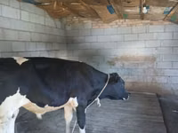 Toro, Raza Holstein — foto 3