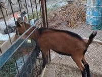 Cabro, Alpine goat — foto 2