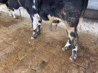 Bulle, Russian Black pied cattle — Foto 5