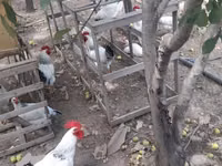 أدلر سيلفر — الصورة 6