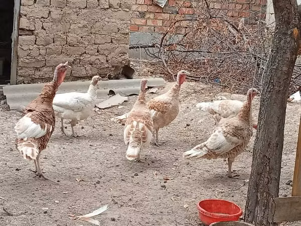 Бронзовая