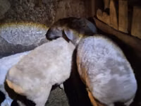 نعجة, Adal sheep — الصورة 1
