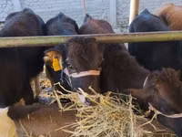 بقرة, Swiss cattle — الصورة 2