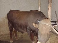 ثور, البقرة الحمراء السهوبية — الصورة 4