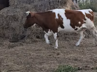 गाय, Simmental cattle — फ़ोटो 5