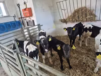 Toro, Russian Black pied cattle — foto 1