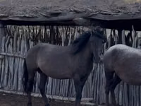 Hengst, Mugalzhar horse — Foto 1