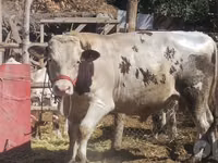 公牛, Simmental cattle — 照片 2