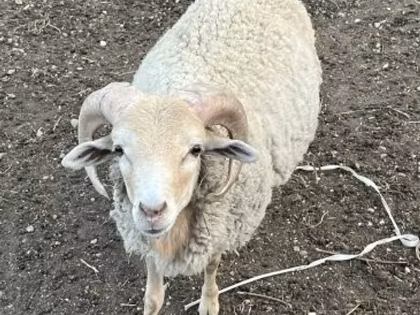 Қошқар, Merino sheep