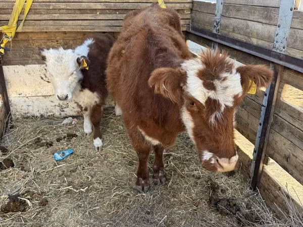 Sigir, Simmental cattle