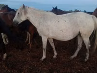 Stute, Kazakh horse — Foto 2