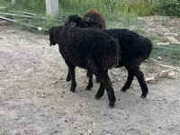Ovejas (lote, sexo no especificado), Ovejas — foto 7