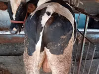 Bulle, Russian Black pied cattle — Foto 3