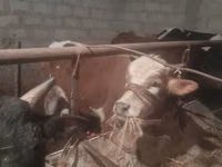 Toro, Ganado vacuno — foto 4