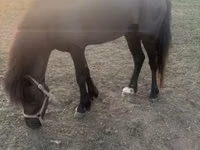 حصان, Shetland Pony — الصورة 1