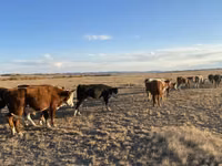 公牛, Cattle — 照片 2