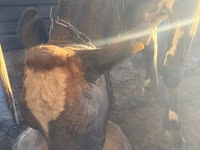 Sigir, Latvian Blue cattle — 3-rasm
