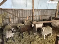 Widder, Merino sheep — Foto 5