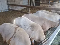Schaf, Arashan sheep — Foto 5