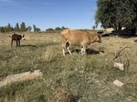 Сиыр, Latvian Blue cattle — 2-сурет