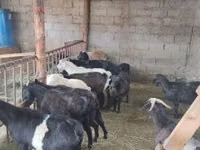 Ziege, Alpine goat — Foto 4