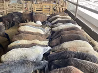 Oveja, Krasnoyarsk sheep — foto 2