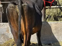 Kuh, Swiss cattle — Foto 1