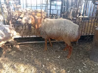 Widder, Hissar sheep — Foto 1