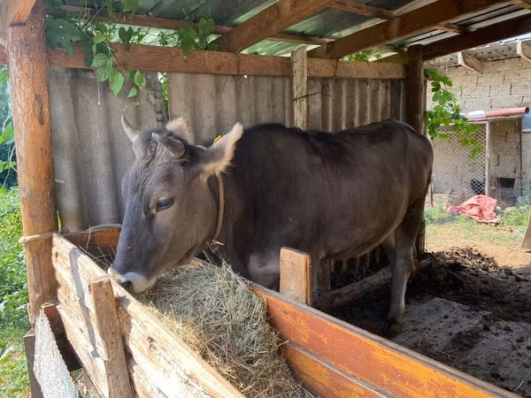 母牛, Swiss cattle — 吉尔吉斯斯坦