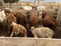Бұқа, Simmental cattle — 2-сурет