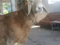 Carnero, Edilbay sheep — foto 3