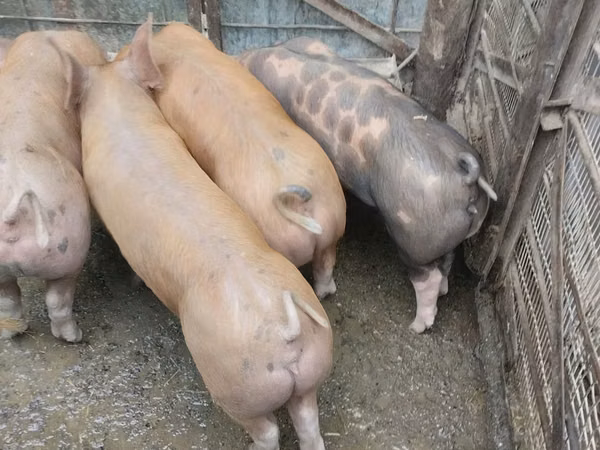 Мегежін, Шошқалар