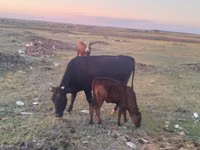 गाय, Latvian Blue cattle — फ़ोटो 2