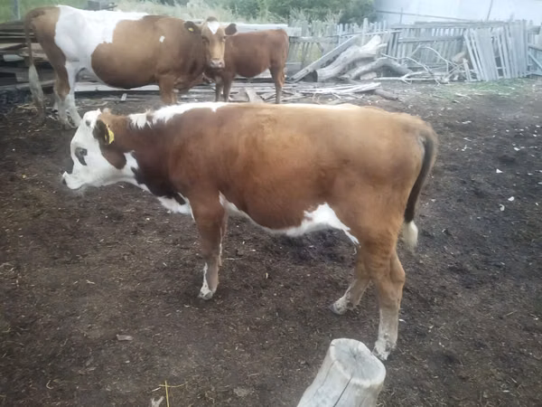 Rinder (Partie, Geschlecht nicht angegeben), Simmental cattle — Kasachstan