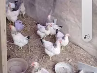 Chickens — Foto 2