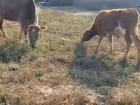 母牛, Latvian Blue cattle — 照片 2