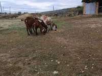 Ziegenbock, Nubian Goat — Foto 2