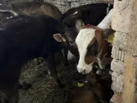 Bull, Cattle — photo 2