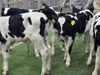 牛只（批次，未指定性别）, Holstein breed — 照片 5