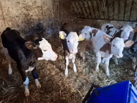 Kuh, Simmental cattle — Foto 4