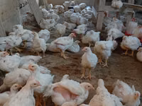 Chickens — Foto 5