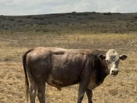 公牛, Simmental cattle — 照片 2