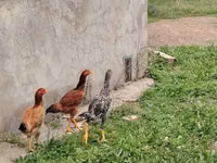 Chickens — 照片 3