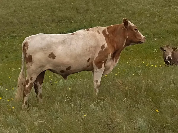 Kuh, Simmental cattle