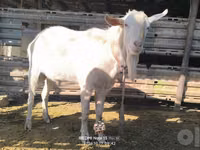Ziege, Alpine goat — Foto 1