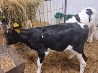 Bulle, Russian Black pied cattle — Foto 1