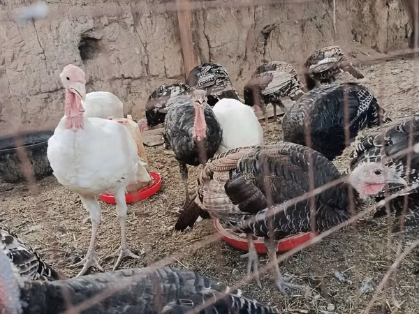 Turkeys — Kirgisistan