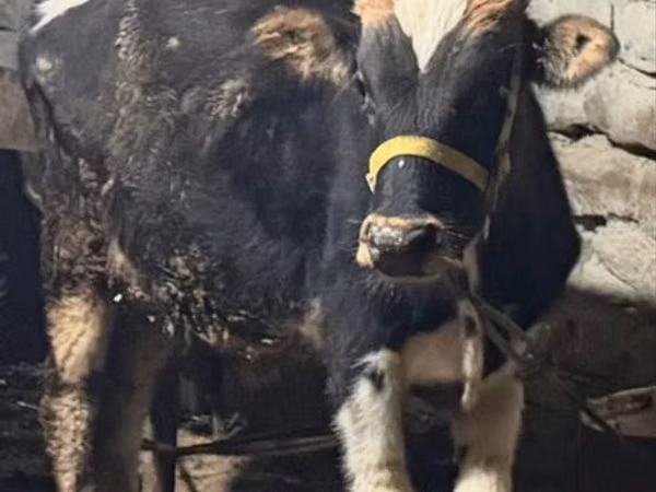 公牛, Cattle — 乌兹别克斯坦